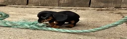 Miniature Dachshund dogs for sale: Miniature dachshunds - Advert 5