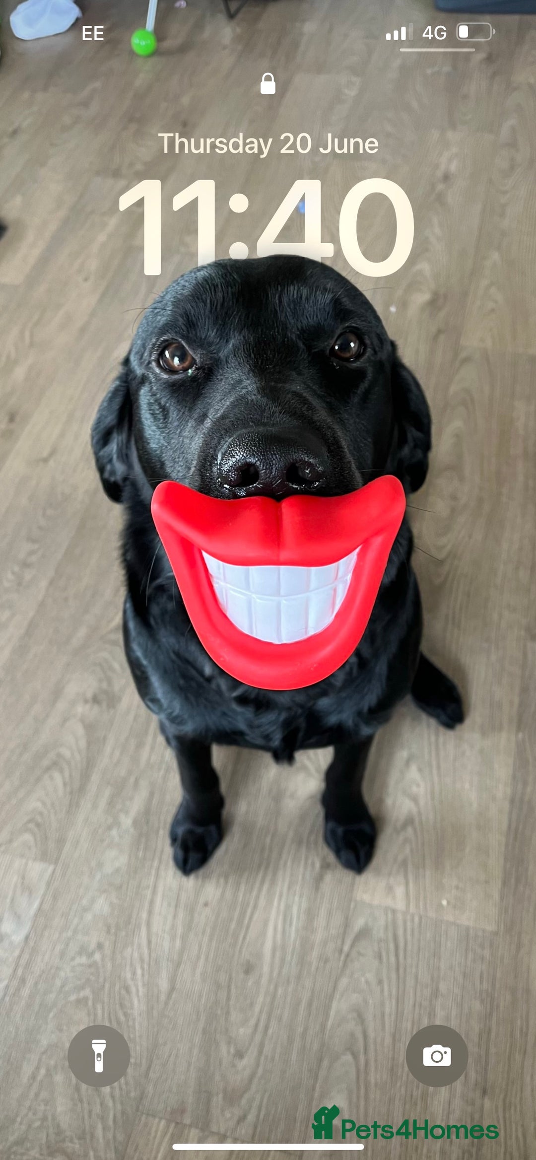 Labrador Retriever dogs for stud: Diesel  - Image 1