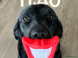 Labrador Retriever dogs for stud - Advert 1