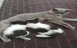 Mixed Breed cats for sale: 3 Gorgeous girls looking for home - Image 12