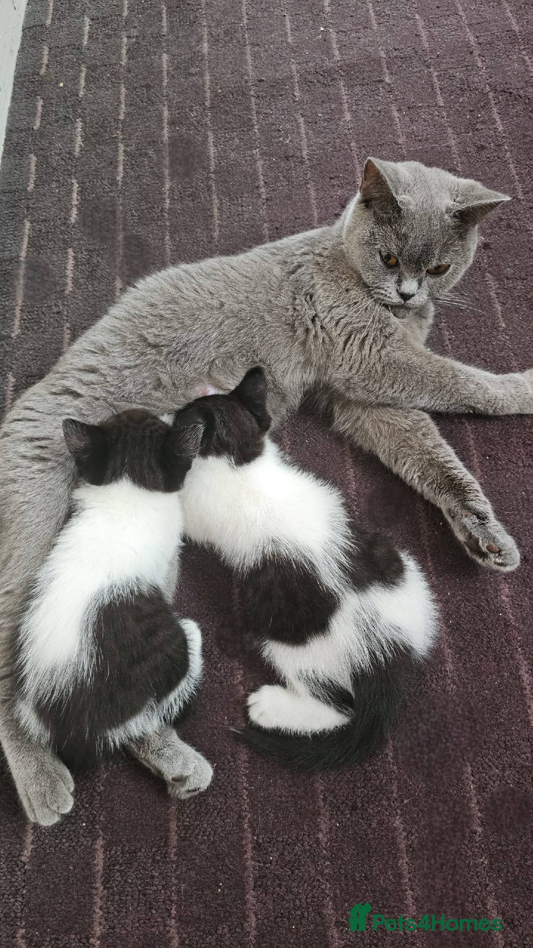 Mixed Breed cats for sale: 3 Gorgeous girls looking for home - Image 12