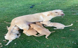 Labrador Retriever dogs for sale: Labrador puppies - Image 1