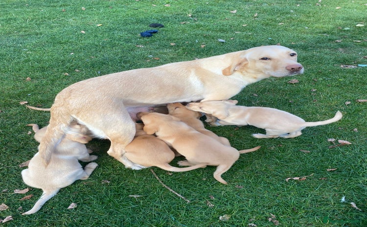 Labrador Retriever dogs - Advert 1
