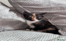 Mixed Breed cats for sale: Calico Kitten - Image 4