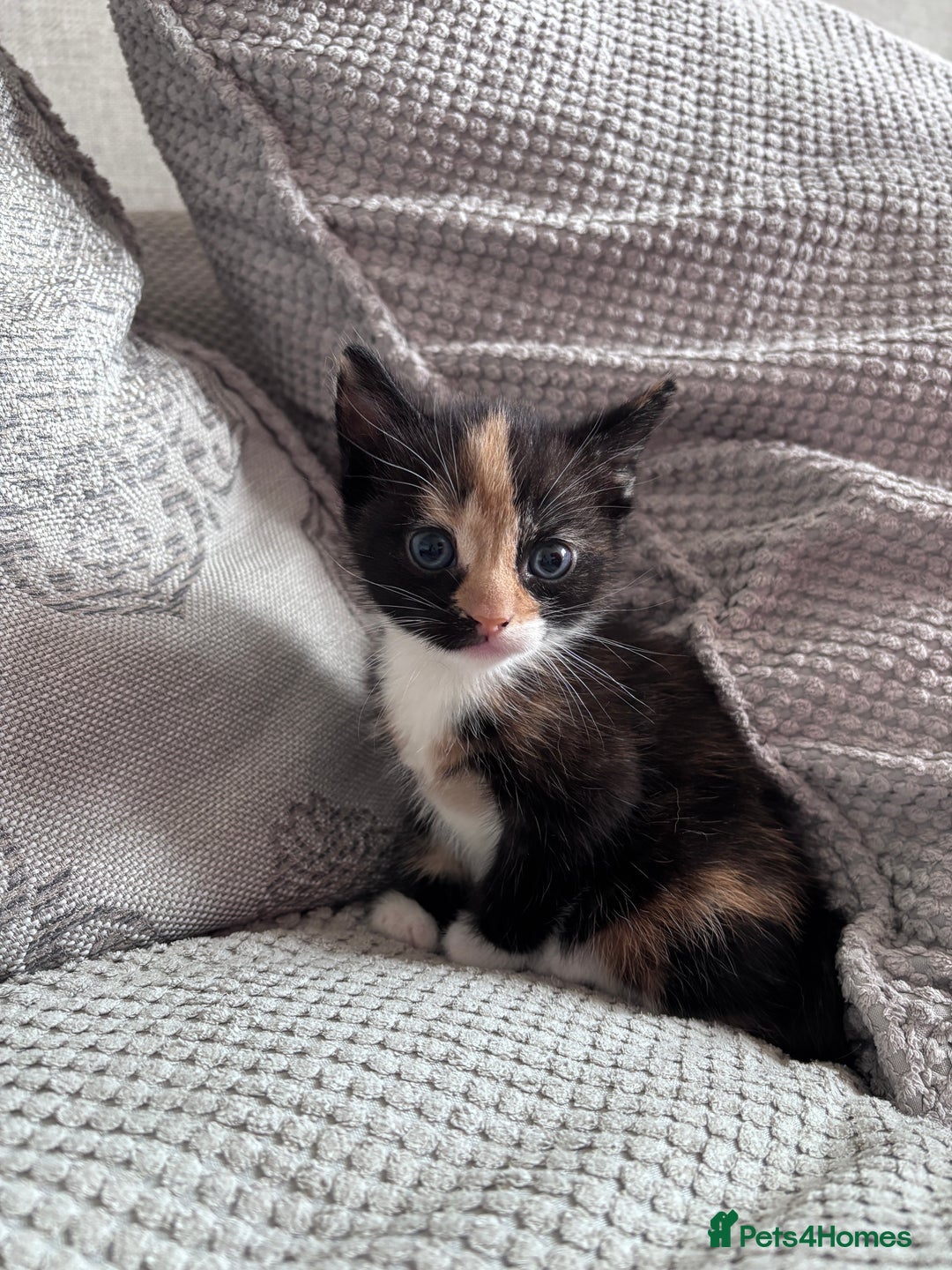 Mixed Breed cats for sale: Calico Kitten - Image 4