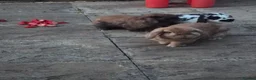 Mixed Breed rabbits for sale: 3 rabbits in Huddersfield - Advert 6