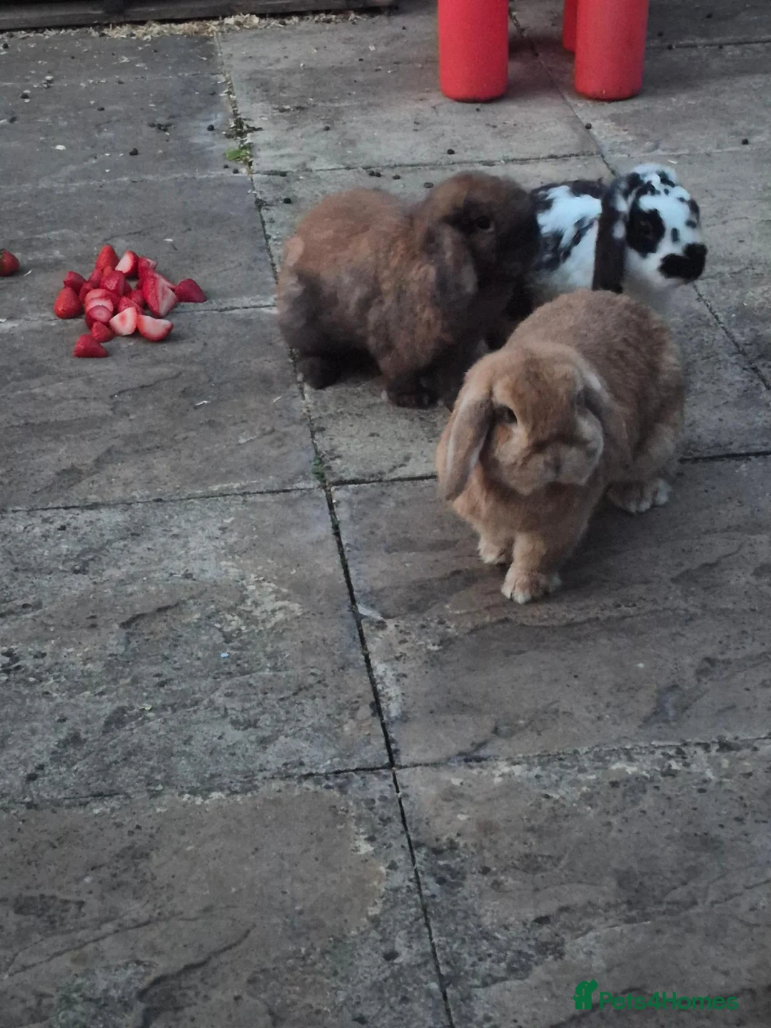 Mixed Breed rabbits for sale: 3 rabbits in Huddersfield - Advert 6