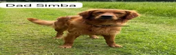 Golden Retriever dogs for sale: Exceptional KC registered Golden Retriever puppies - Advert 16