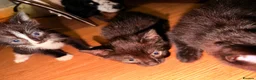 American Shorthair cats for sale: Cute kittens  - Advert 5
