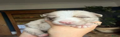 Border Collie 2