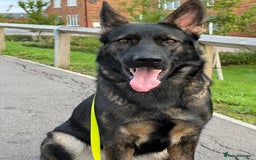 German Shepherd dogs for sale: Female German Shepherd - working line - Advert 14