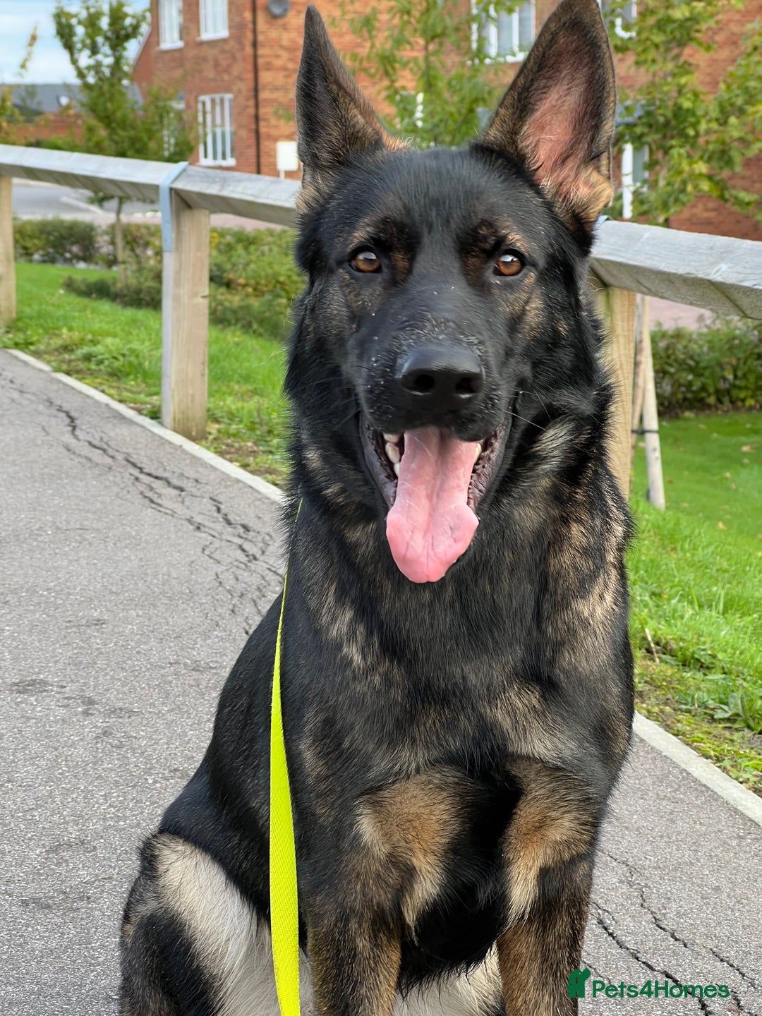 German Shepherd dogs for sale: Female German Shepherd - working line - Advert 14