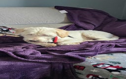 Mixed Breed dogs for adoption: SWEET JASPER  - Image 5