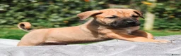 Boerboel dogs for sale: Topguard Kennels 2026 waitlist now open! - Advert 17