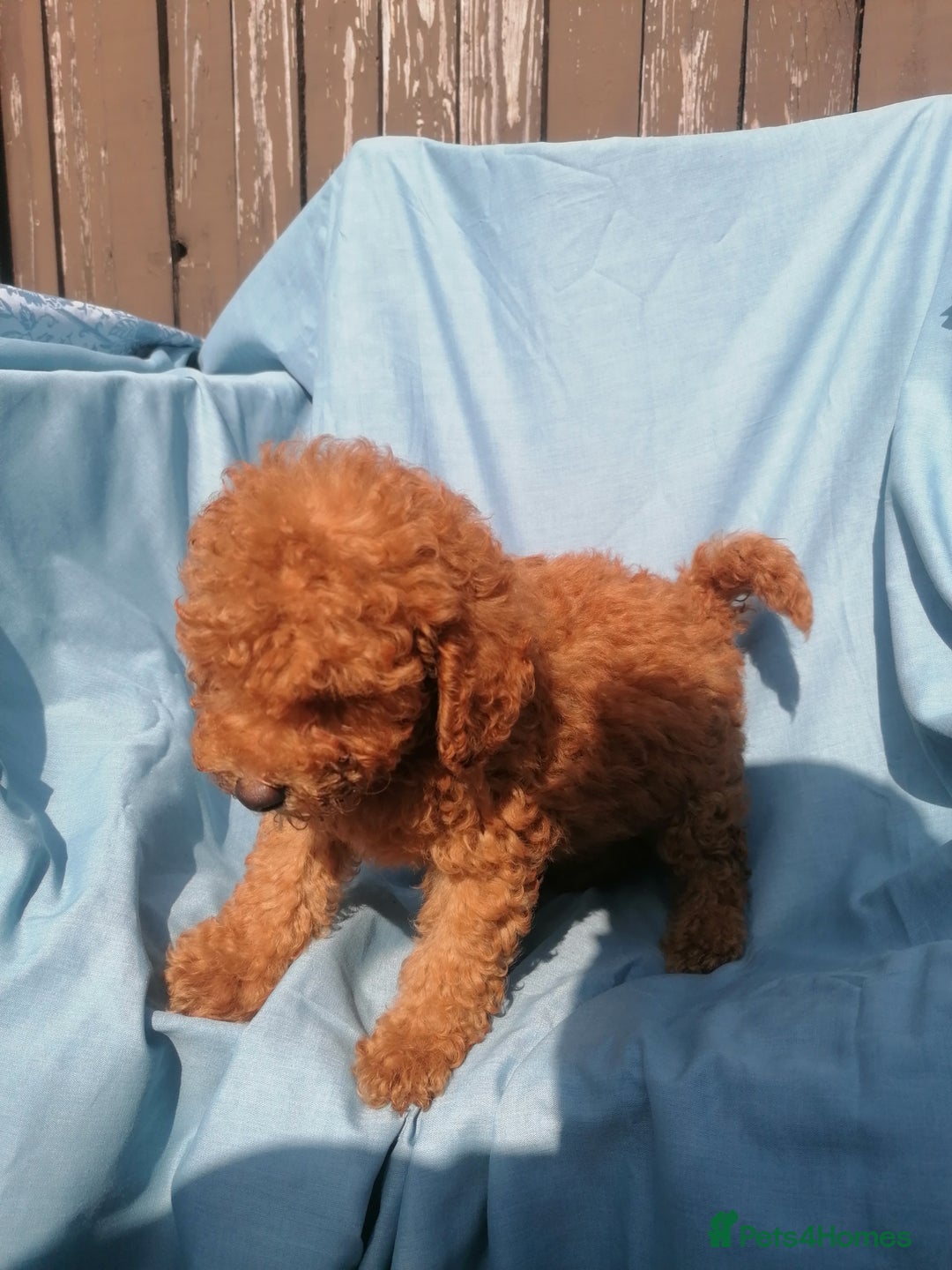 Miniature Poodle dogs for sale: Miniature poodles  - Image 5