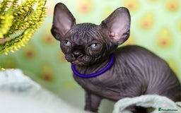 Sphynx cats for sale: Bloodline Sphynx Kittens  - Image 15
