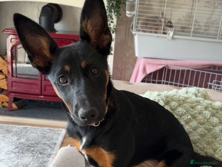 Mixed Breed dogs - Advert 1