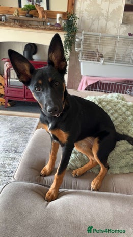 Mixed Breed dogs - Advert 1