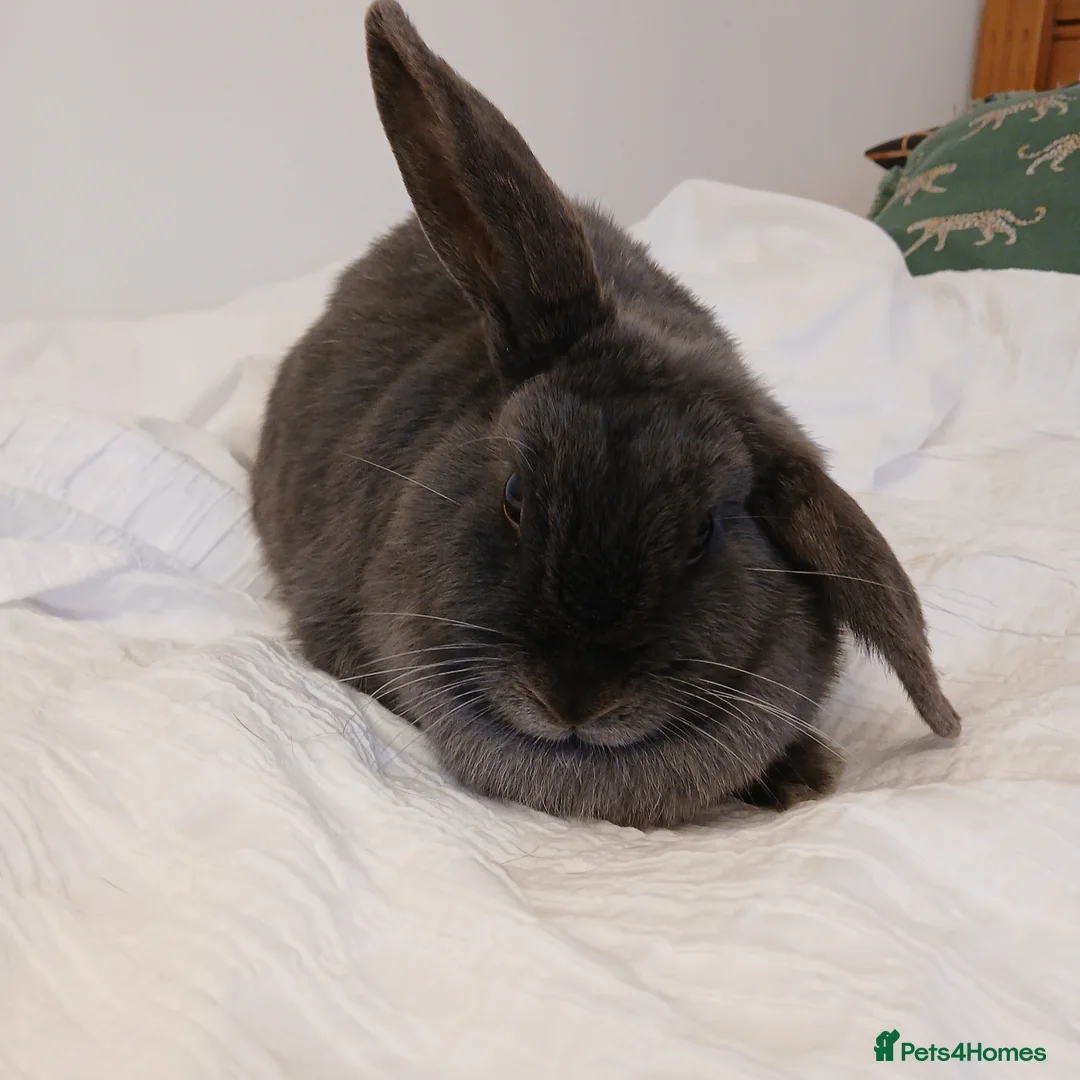 Mixed Breed rabbits for sale: 2 Year Old Dark Grey Mini-lop💗 - Advert 7