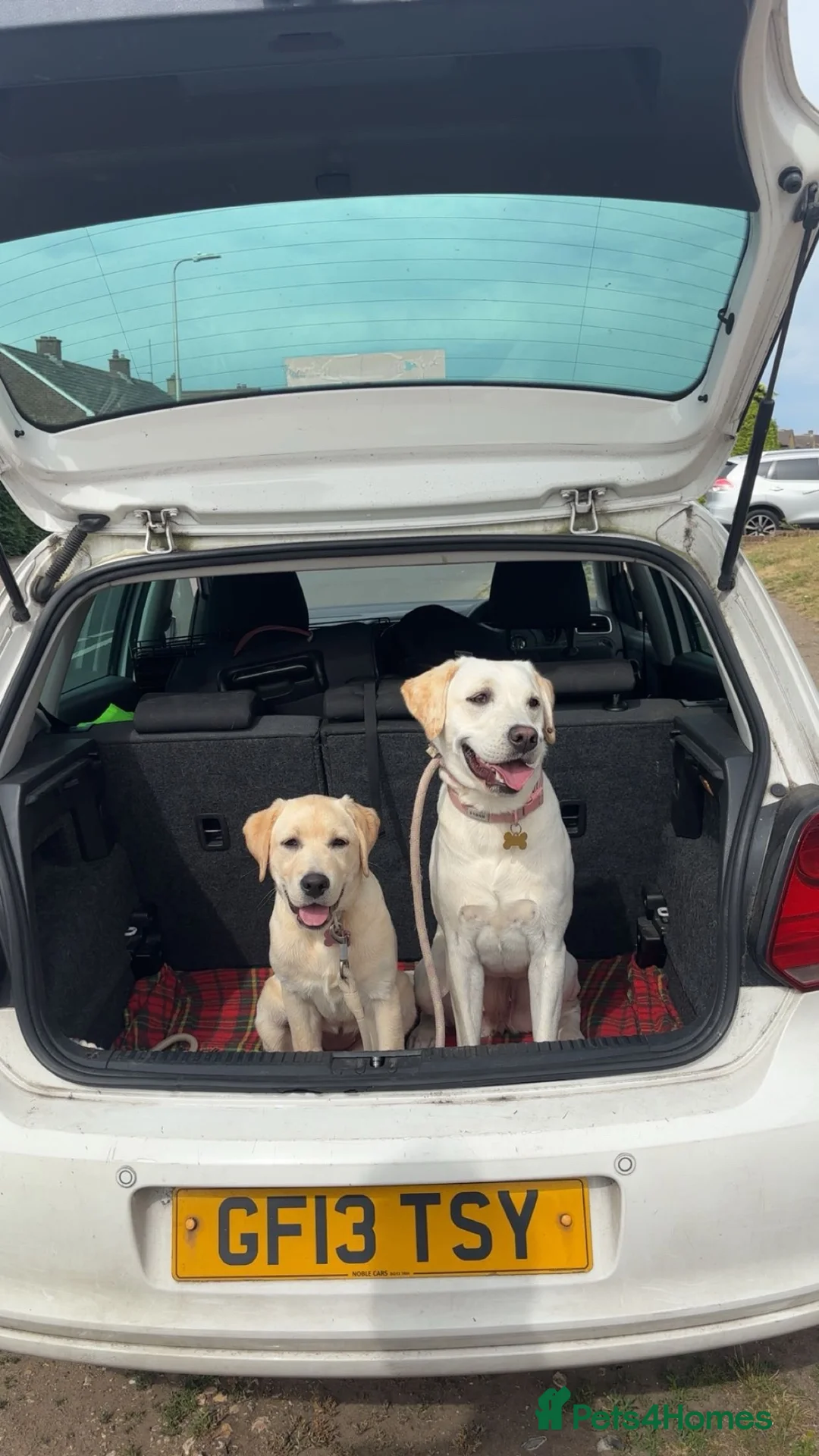 Labrador Retriever dogs for sale: Beautiful Labrador Looking for Her Forever Home 🐾 in Reading - Advert 9