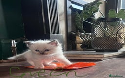 Ragdoll cats for sale: 7 stunning Ragdoll kittens for sale - Image 23