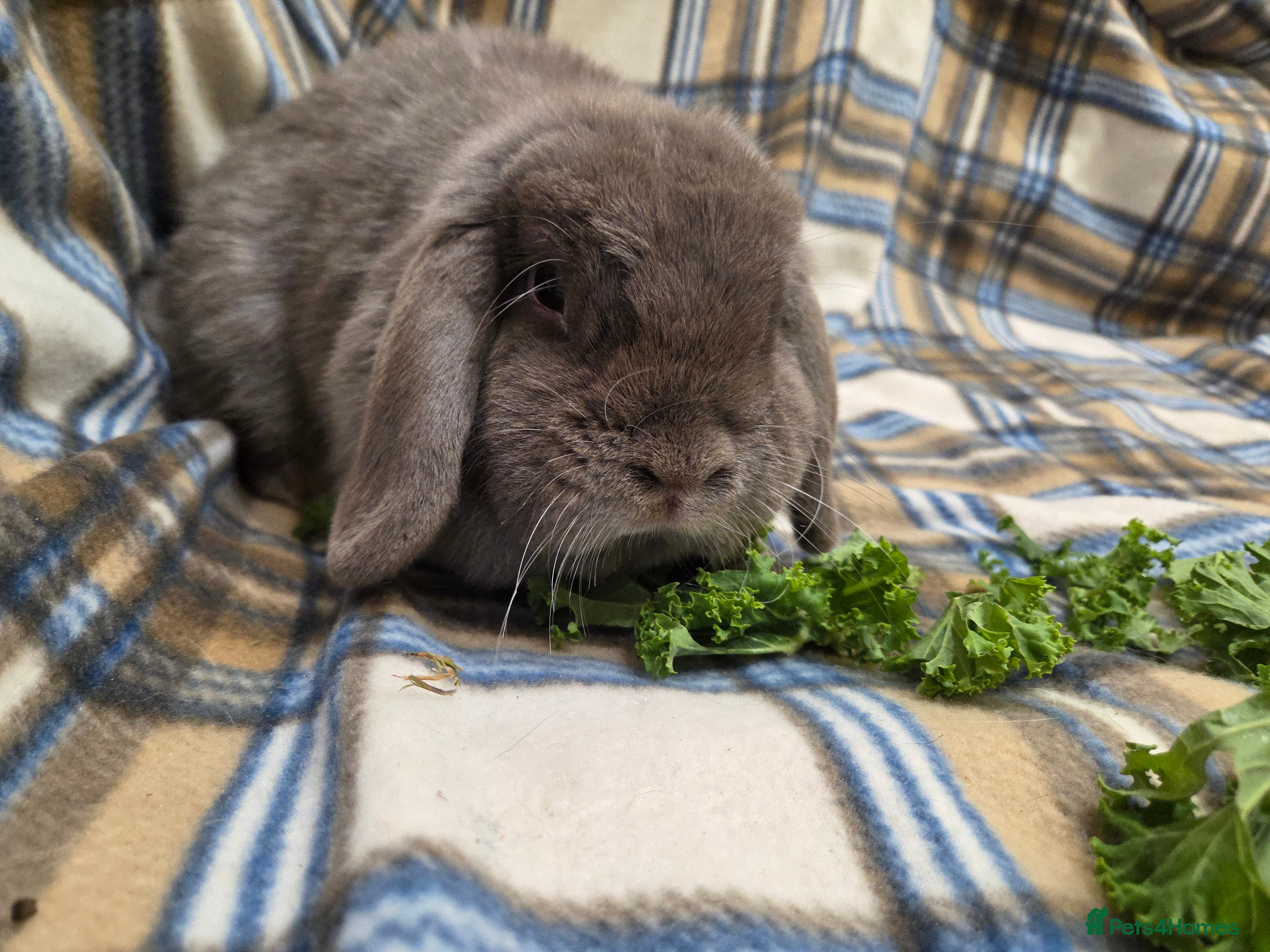 Mini Lop rabbits Mini lop bunnies - Advert 1