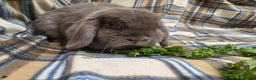 Mini Lop rabbits for sale: Mini lop bunnies - Advert 1