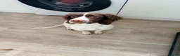 English Springer Spaniel dogs for sale: Male english springer spaniel  in Studley - Advert 7