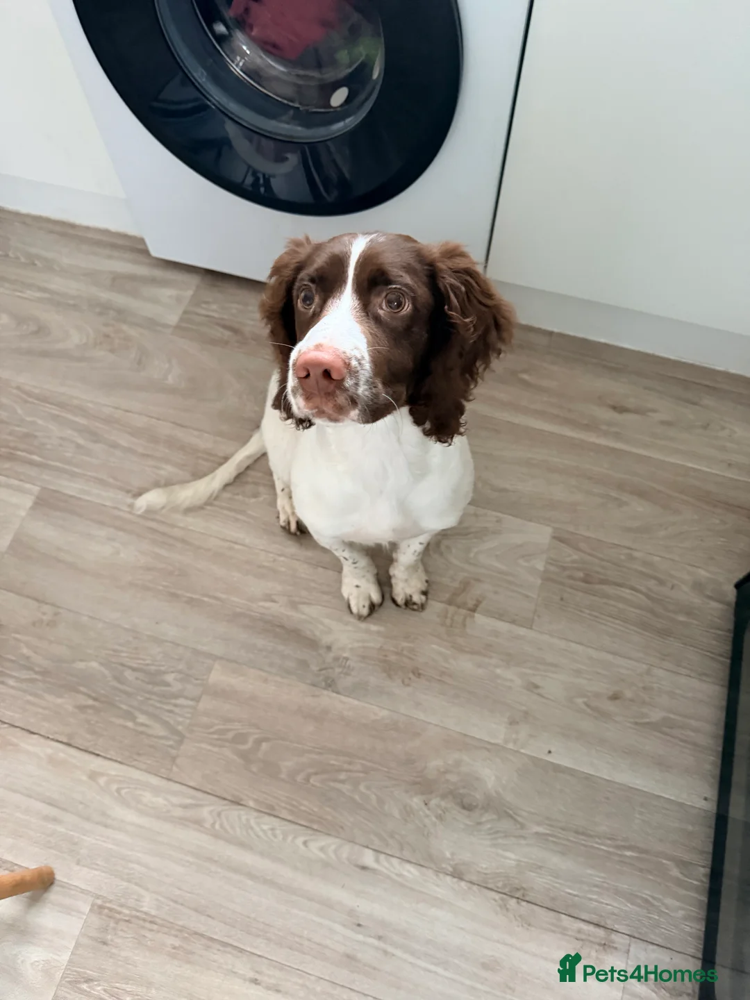 English Springer Spaniel dogs for sale: Male english springer spaniel  in Studley - Advert 7