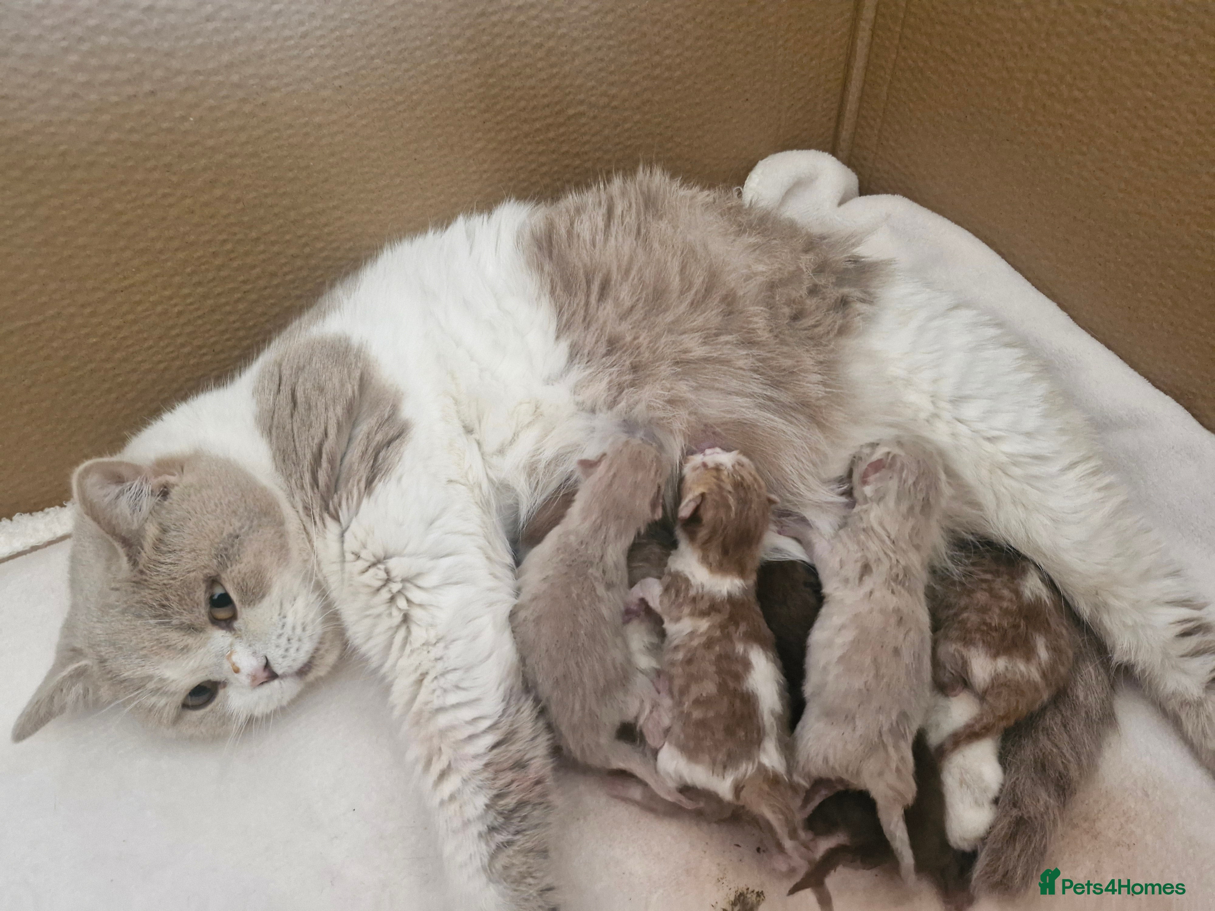 British Shorthair cats British shorthair kittens - Advert 2