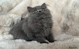 Persian cats for sale: 🐾 Beautiful Himalayan Persian Kittens 🐾 - Image 9