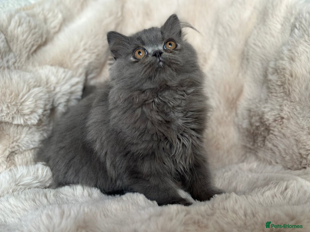 Persian cats for sale: 🐾 Beautiful Himalayan Persian Kittens 🐾 - Image 9