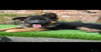 German Shepherd dogs - Advert 8