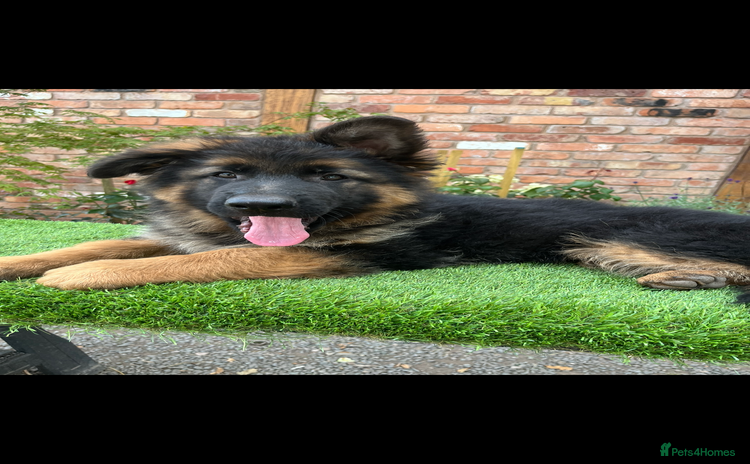 German Shepherd dogs - Advert 2