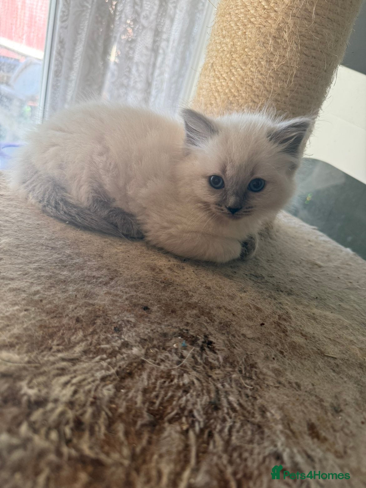 Ragdoll cats Ready now  Ragdoll kittens for sale  - Advert 7