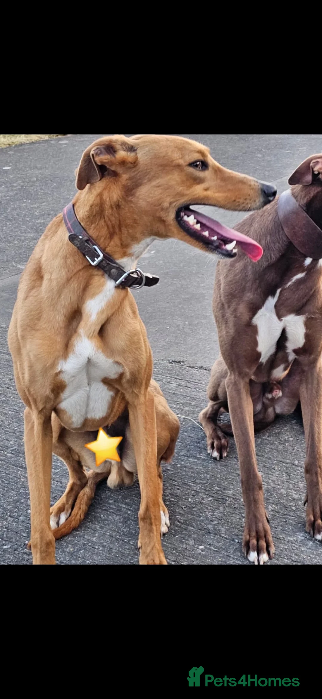 Lurcher dogs for sale: 4 YEAR OLD LURCHER For rehoming!! in Maryport - Advert 2