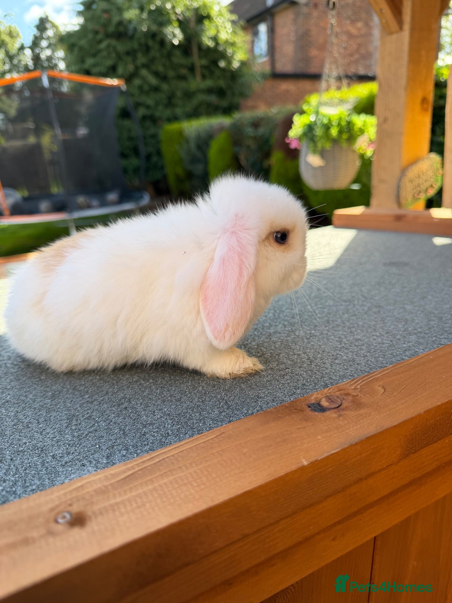 Mini Lop rabbits  Mini Lops - Advert 4
