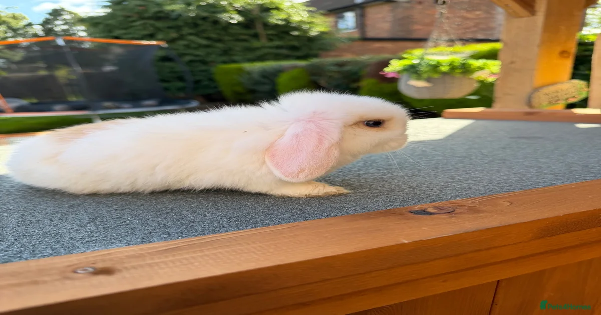 Rabbits for Sale for sale | Pets4Homes