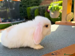 Mini Lop rabbits Mini Lops - Advert 4