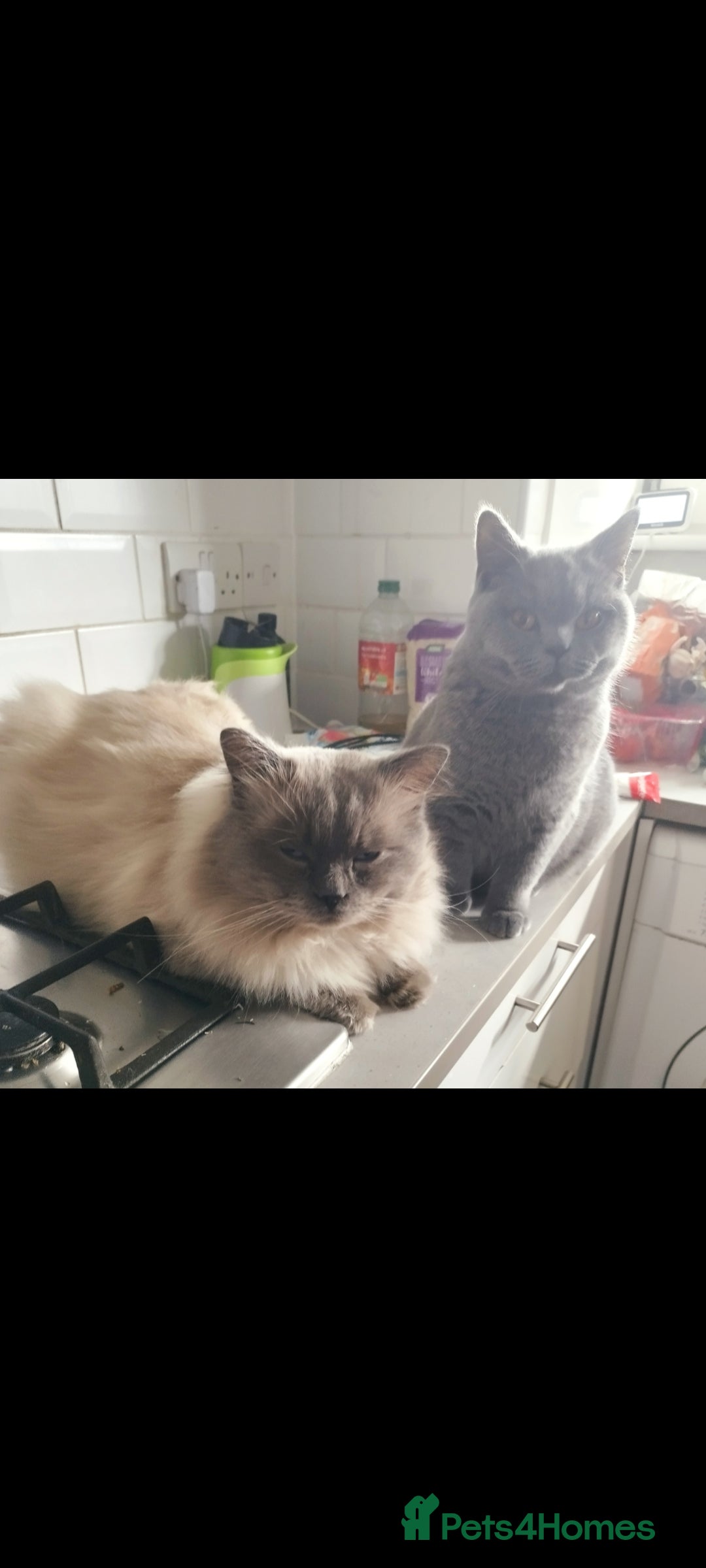 Ragdoll cats for sale: Ragdoll British shorthair kittens - Image 8