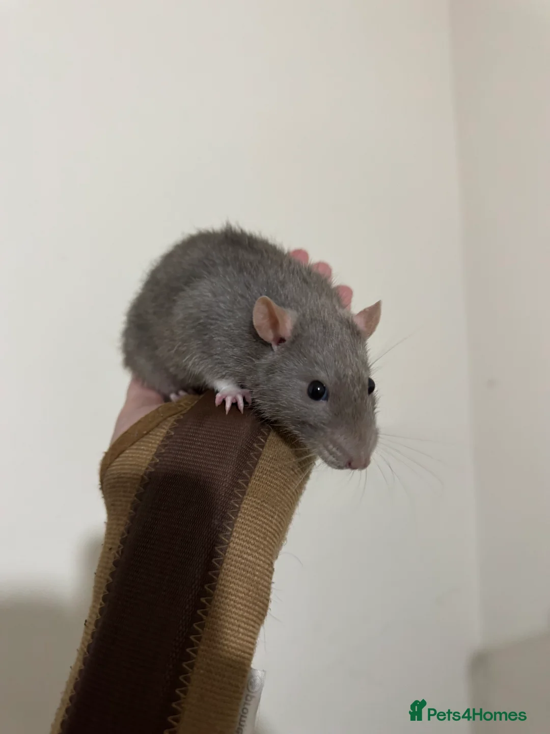 Rat rodents for sale: 2 male rats and cage  - Advert 4