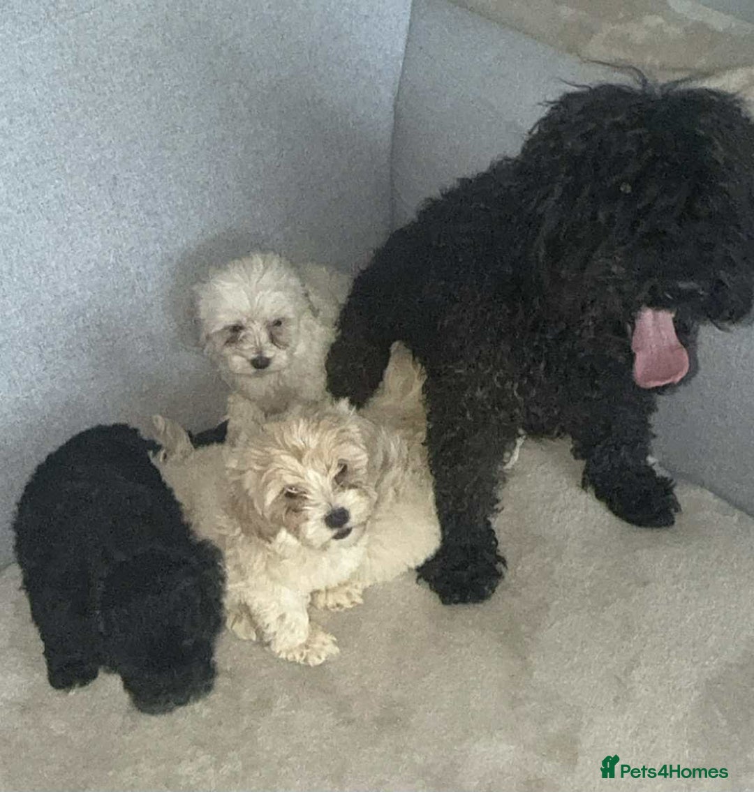 Maltipoo dogs for sale: Maltipoo puppies  - Image 11
