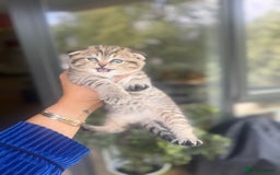 British Shorthair cats for sale: British rainbow shorthair kittens - Image 20
