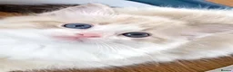 Ragdoll cats for sale: READY NOW ***** INDOOR PEDIGREE RAGDOLL KITTENS - Advert 5