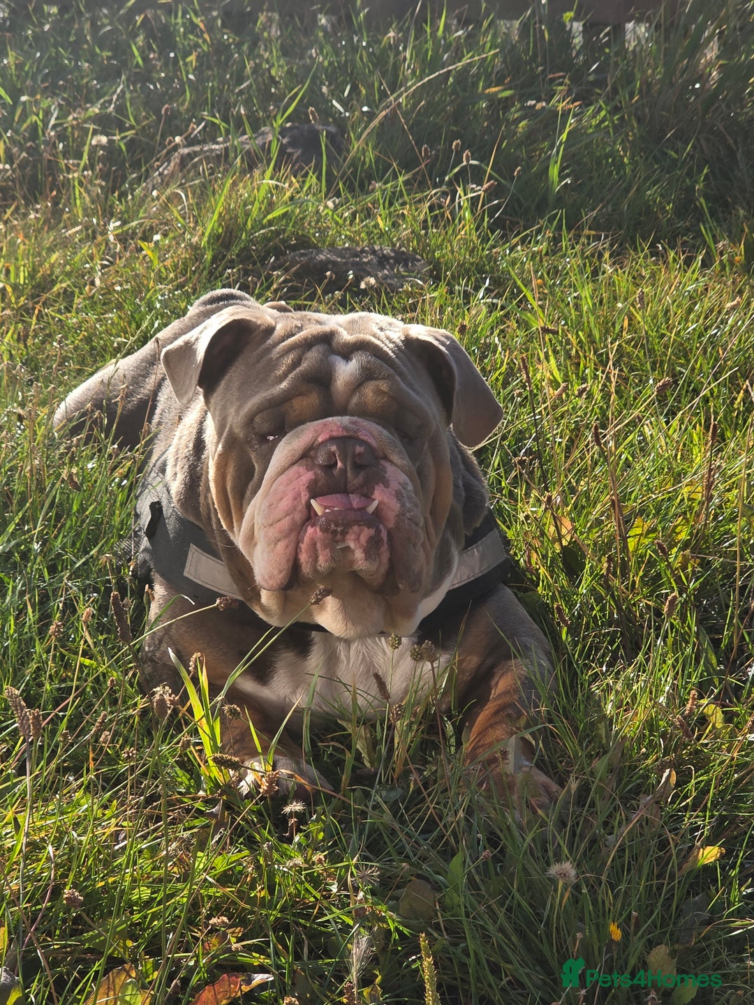 English Bulldog dogs for stud: Dahmer for stud - Image 1