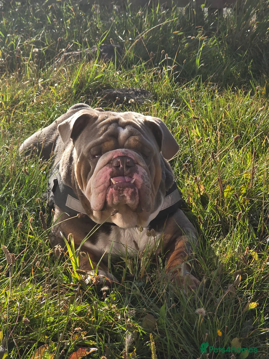 English Bulldog dogs for stud: Dahmer for stud - Advert 3