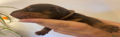 Miniature Dachshund Puppy 1