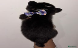 Welsh Corgi Pembroke dogs for sale: Welsh Pembroke corgis  - Image 24