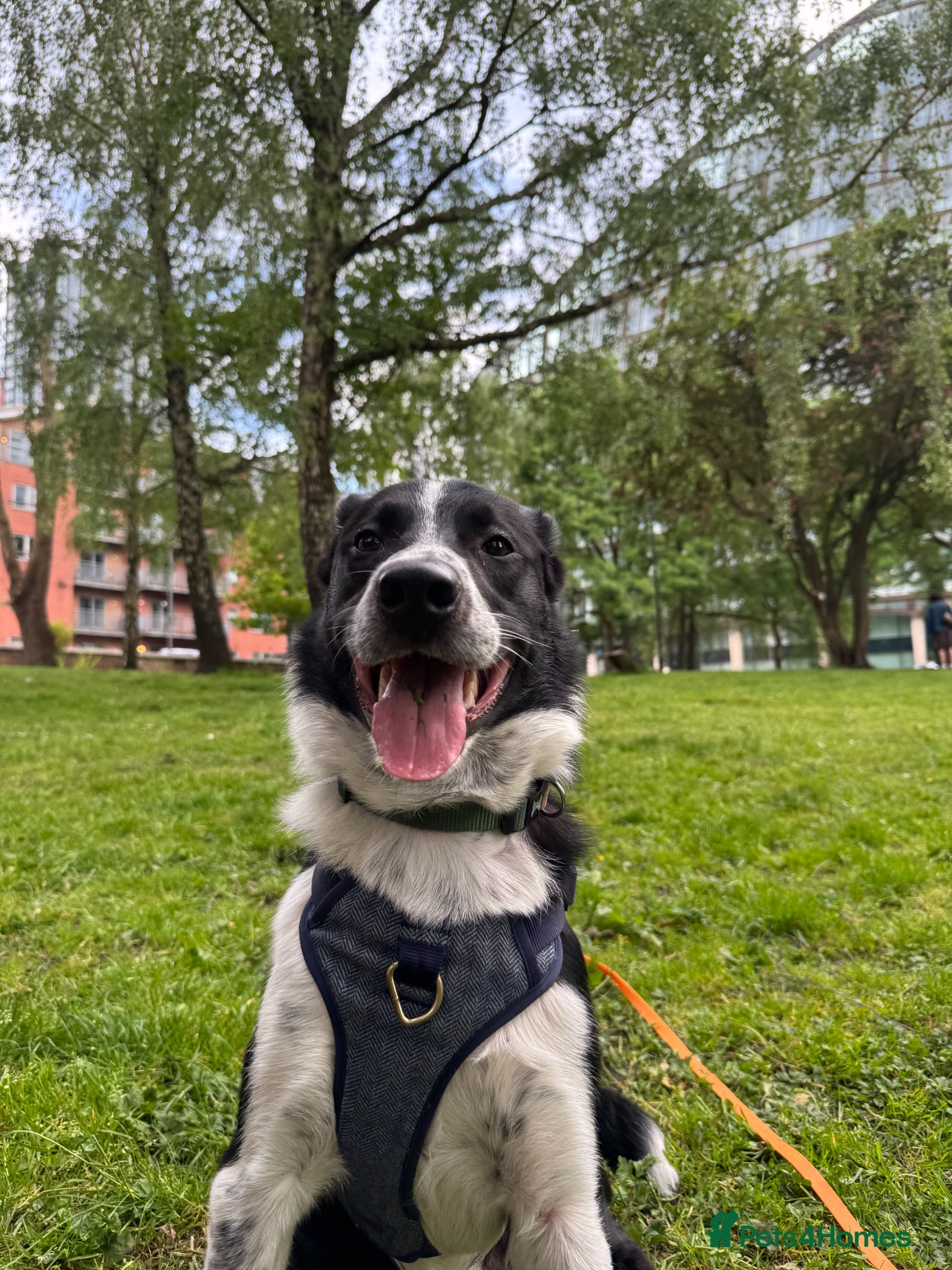 Border Collie dogs beloved border collie, Arya - Advert 4