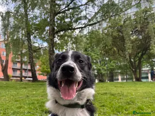 Border Collie dogs beloved border collie, Arya - Advert 4